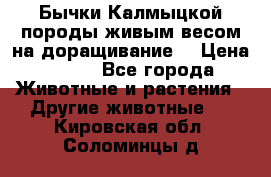 Бычки Калмыцкой породы живым весом на доращивание. › Цена ­ 135 - Все города Животные и растения » Другие животные   . Кировская обл.,Соломинцы д.